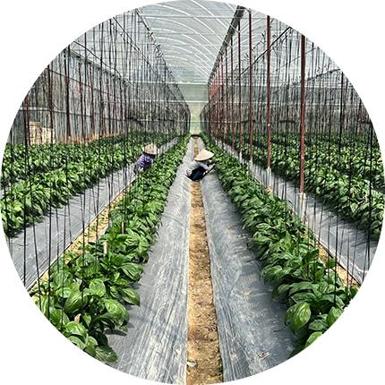 We cultivate in our own greenhouse and farm